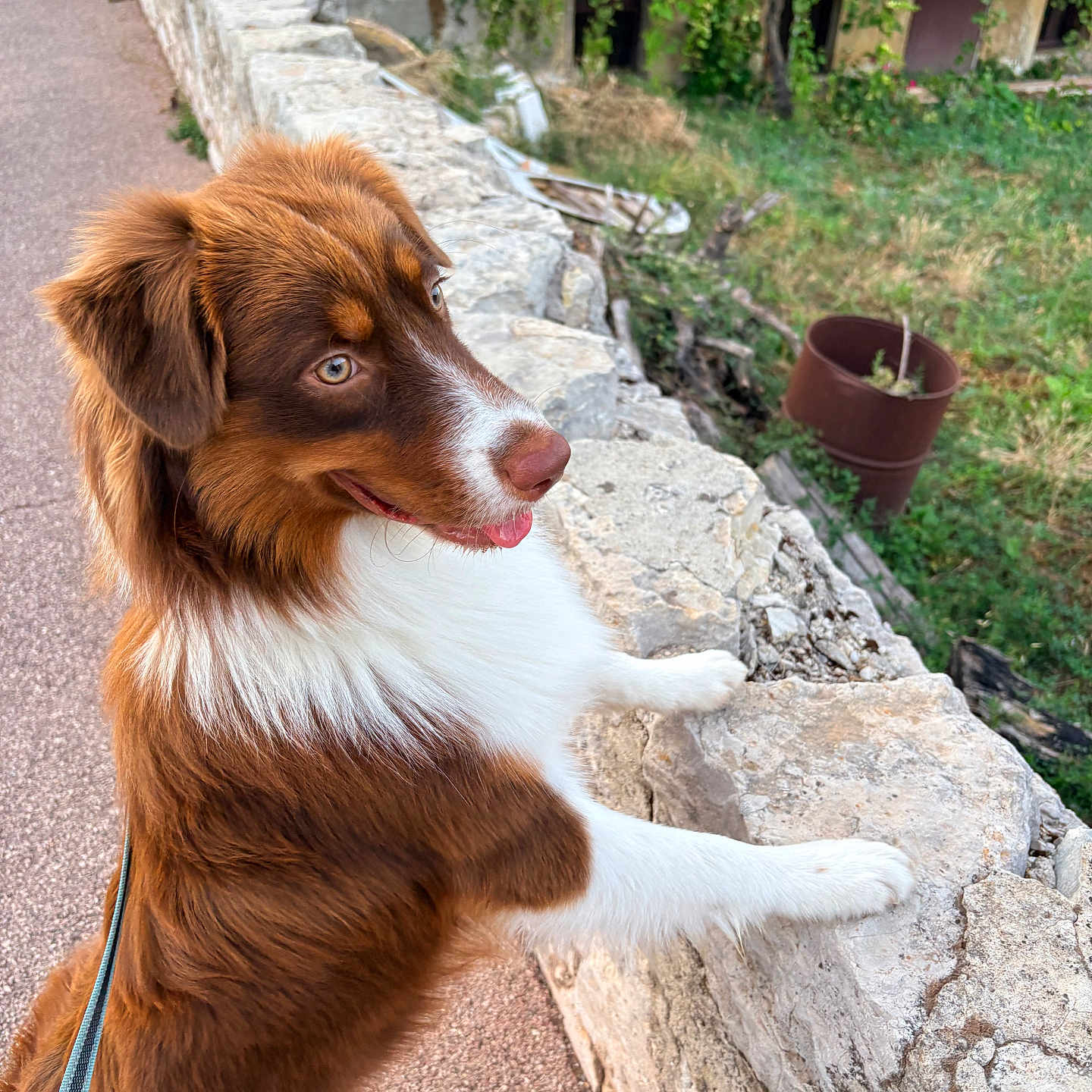 Baloo participe au concours pour gagner de l'argent avec cette photo : dog, brown_dog, white_chest, fluffy, long_fur, pointed_muzzle, floppy_ears, blue_leash, outdoor, stone_wall, garden, greenery, walkway, grass, potted_plant, rustic, portrait, side_profile, tongue_out, happy