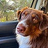 Baloo a rejoint le concours — aidez-le/la à gagner de superbes lots ! dog, brown_dog, white_chest, close_up, portrait, animal, pet, canine, floppy_ears, blue_eyes, amber_eyes, pink_nose, furry, long_hair, car_interior, car_window, forest, trees, sunlight, road_trip