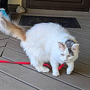 Sissy joined the competition — help win amazing prizes! cat, animal, pet, white_cat, fluffy, leash, wooden_porch, broom, door, mat, curious, outdoor, fur, playful, domestic_cat, whiskers, tail, claws, paw, house