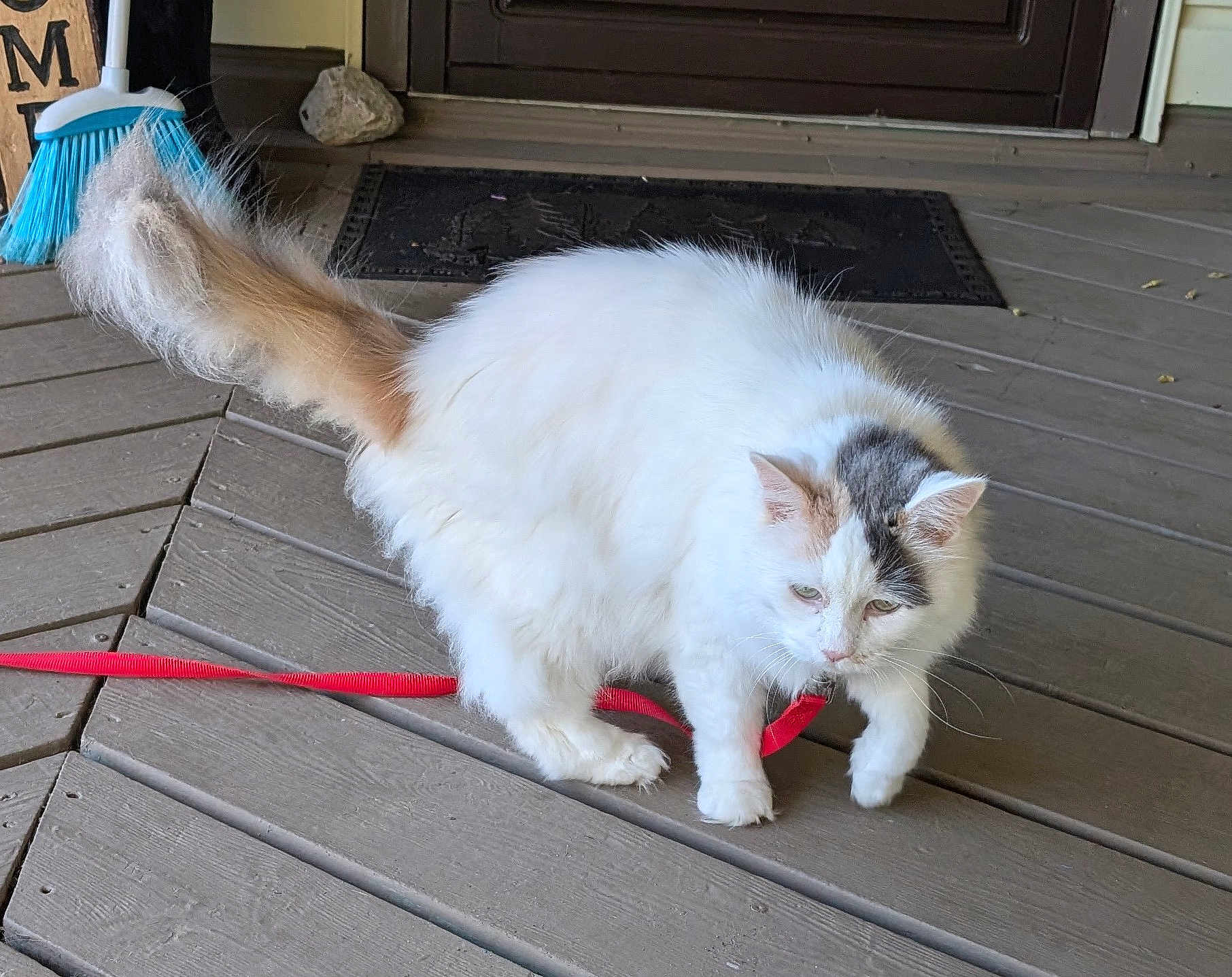 Sissy joined the competition — help win amazing prizes! cat, animal, pet, white_cat, fluffy, leash, wooden_porch, broom, door, mat, curious, outdoor, fur, playful, domestic_cat, whiskers, tail, claws, paw, house