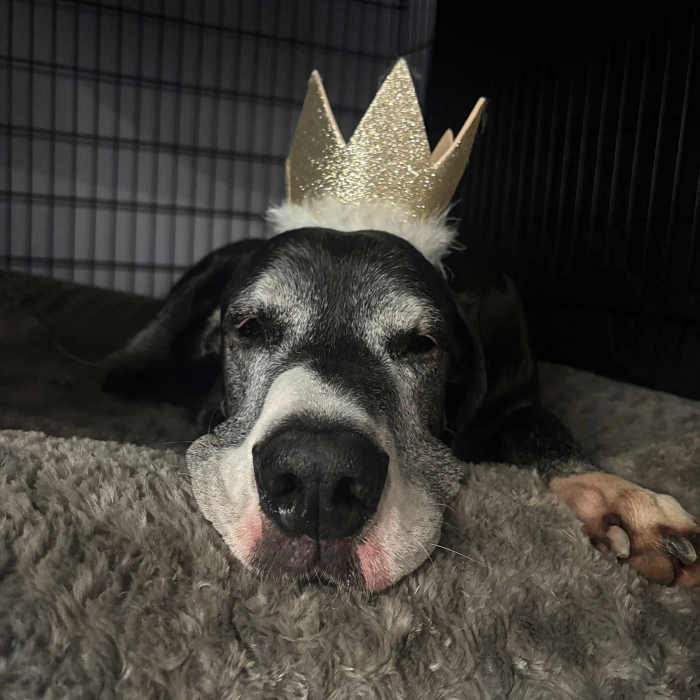 Cleo joined the competition — help win amazing prizes! animal, bed, black_and_white, caged, canine, closeup, cozy, crate, crown, dog, fluffy, furry, indoors, nose, paw, pet, portrait, relaxed, resting, sleeping