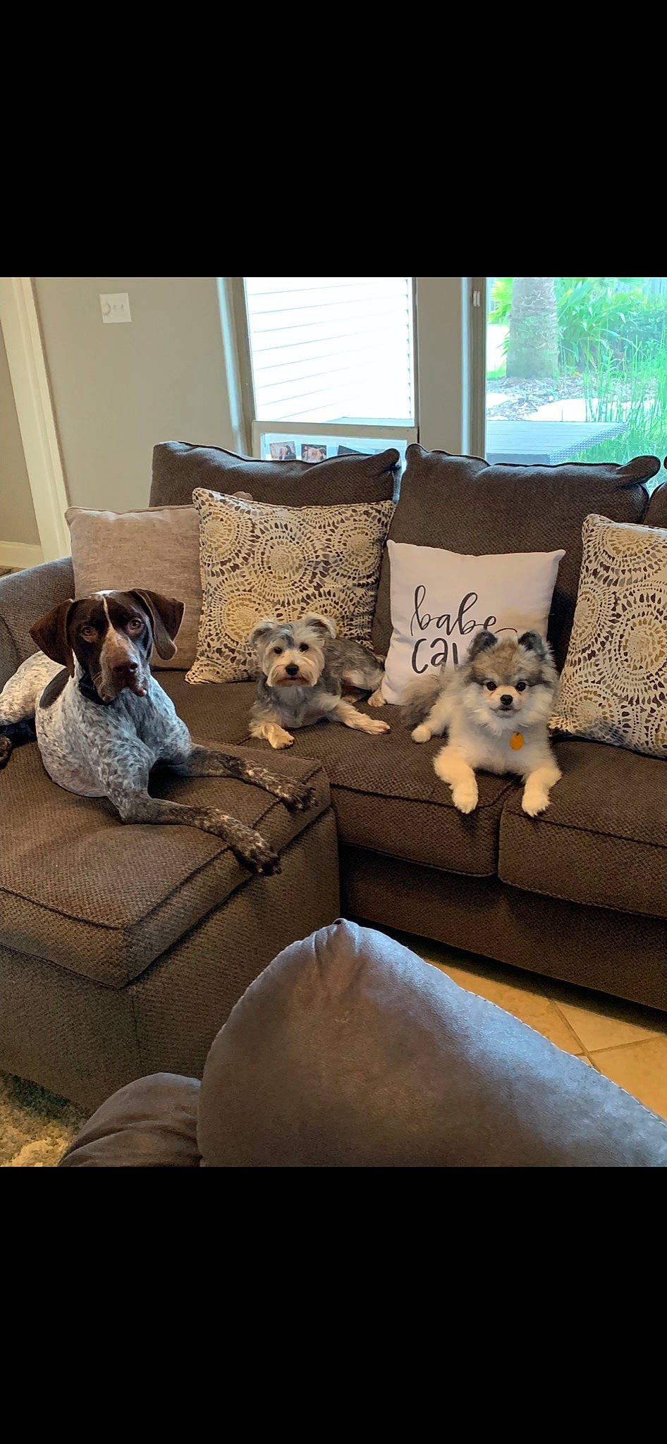 Elvis Louie Kaos joined the competition — help win amazing prizes! canidae, carnivore, companion_dog, couch, dog, dog_bed, dog_breed, dog_supply, home, home_accessories, liver, living_room, pet_supply, pillow, sporting_group, throw_pillow, toy_dog, vertebrate, working_animal, working_dog