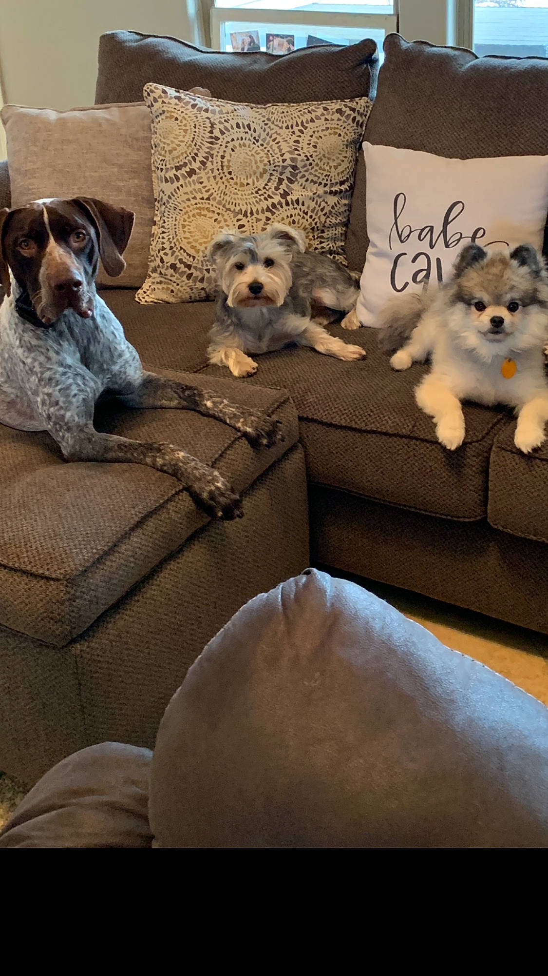 Elvis Louie Kaos is registered to the contest to win money with this photo: braque_francais, canidae, carnivore, collar, companion_dog, dog, dog_breed, dog_collar, dog_supply, liver, pet_supply, pointing_breed, snout, spitz, sporting_group, terrier, toy_dog, vertebrate, working_animal, working_dog