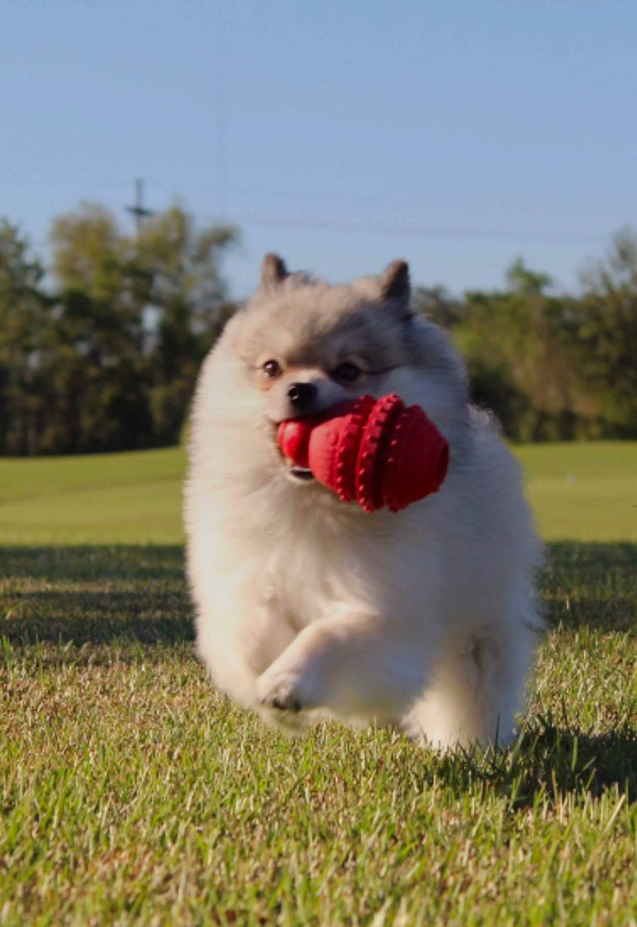 Kaos joined the competition — help win amazing prizes! canidae, carnivore, companion_dog, coquelicot, dog, dog_breed, field, fur, german_spitz, grass, grass_family, grassland, meadow, pet_supply, plain, prairie, snout, spitz, tongue, vertebrate