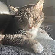 Opium a rejoint le concours — aidez-le/la à gagner de superbes lots ! cat, feline, pet, animal, whiskers, paw, sunlight, shadow, relaxing, indoor, closeup, fur, tabby, white_paw, resting, texture, comfortable, cozy, quiet, soft_light