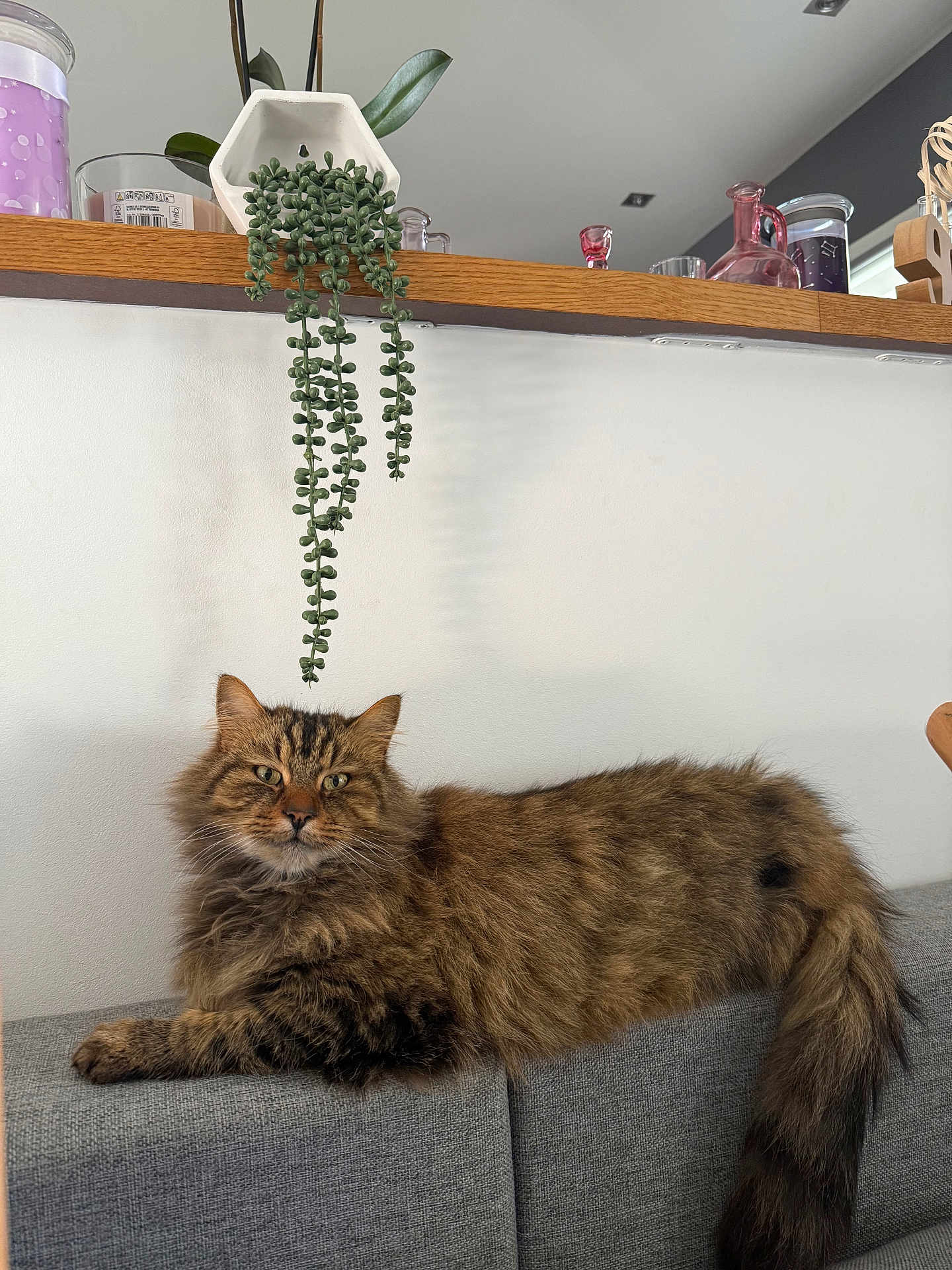 Roucky participe au concours pour gagner de l'argent avec cette photo : cat, tabby, fluffy, indoor, couch, grey, plant, hanging_plant, wooden_shelf, glass_containers, decor, pet, furniture, relaxed, feline, domestic_animal, living_room, houseplant, long_tail, fur