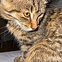 Roucky participe au concours pour gagner de l'argent avec cette photo : cat, tabby, close_up, fur, whiskers, amber_eyes, pet, animal, domestic, feline, indoor, looking_away, soft_fur, cute, portrait, sitting, young_cat, striped, fluffy, focused