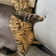 Roucky participe au concours pour gagner de l'argent avec cette photo : cat, tabby, fluffy, pet, feline, couch, pillow, fur, relaxing, indoors, cozy, curious, whiskers, tail, claws, comfort, resting, home, animal, cute