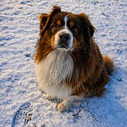 Tobby a rejoint le concours — aidez-le/la à gagner de superbes lots ! dog, snow, outdoor, pet, animal, fur, winter, cold, cute, canine, mammal, brown, white, fluffy, looking_up, sitting, nature, daylight, portrait, eyes