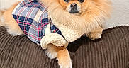 Leo Foxx joined the competition — help win amazing prizes! dog, pomeranian, pet, fluffy, fur, coat, clothing, plaid, jacket, couch, brown, indoor, wall, cute, animal, canine, resting, portrait, fashion, cozy
