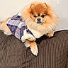 dog, pomeranian, pet, fluffy, fur, coat, clothing, plaid, jacket, couch, brown, indoor, wall, cute, animal, canine, resting, portrait, fashion, cozy