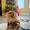 Leo Foxx joined the competition — help win amazing prizes! dog, pomeranian, pet, fur, clothing, plaid, indoor, rug, floor, christmas_tree, ornaments, lights, holiday, festive, decorations, window, home, happy, tongue_out, cute