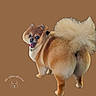 Leo Foxx joined the competition — help win amazing prizes! dog, pomeranian, fluffy, groomed, pet, animal, fur, tail, tongue, cute, looking_back, studio_background, brown_background, portrait, domestic_animal, small_dog, happy, pet_care, grooming, canine