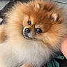dog, pomeranian, fluffy, pet, animal, fur, face, cute, indoors, resting, small_dog, brown, white, black_nose, eyes, paw, luggage, purse, floor, carpet