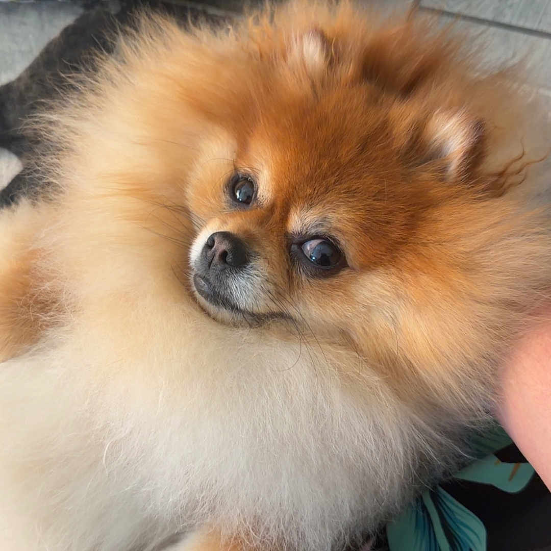 Leo Foxx