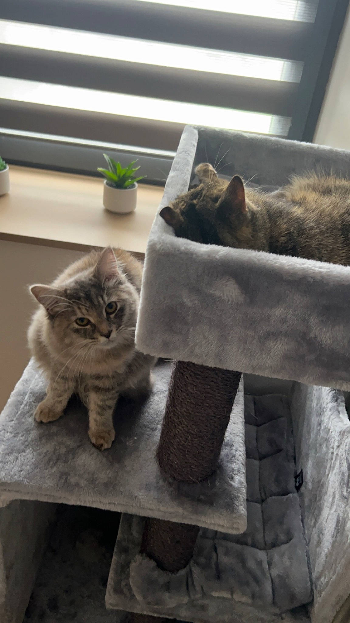 Kaï a rejoint le concours — aidez-le/la à gagner de superbes lots ! carnivore, cat, comfort, fawn, felidae, floor, flooring, flowerpot, fur, grey, houseplant, plant, small_to_medium_sized_cats, table, tail, textile, vertebrate, whiskers, window, wood