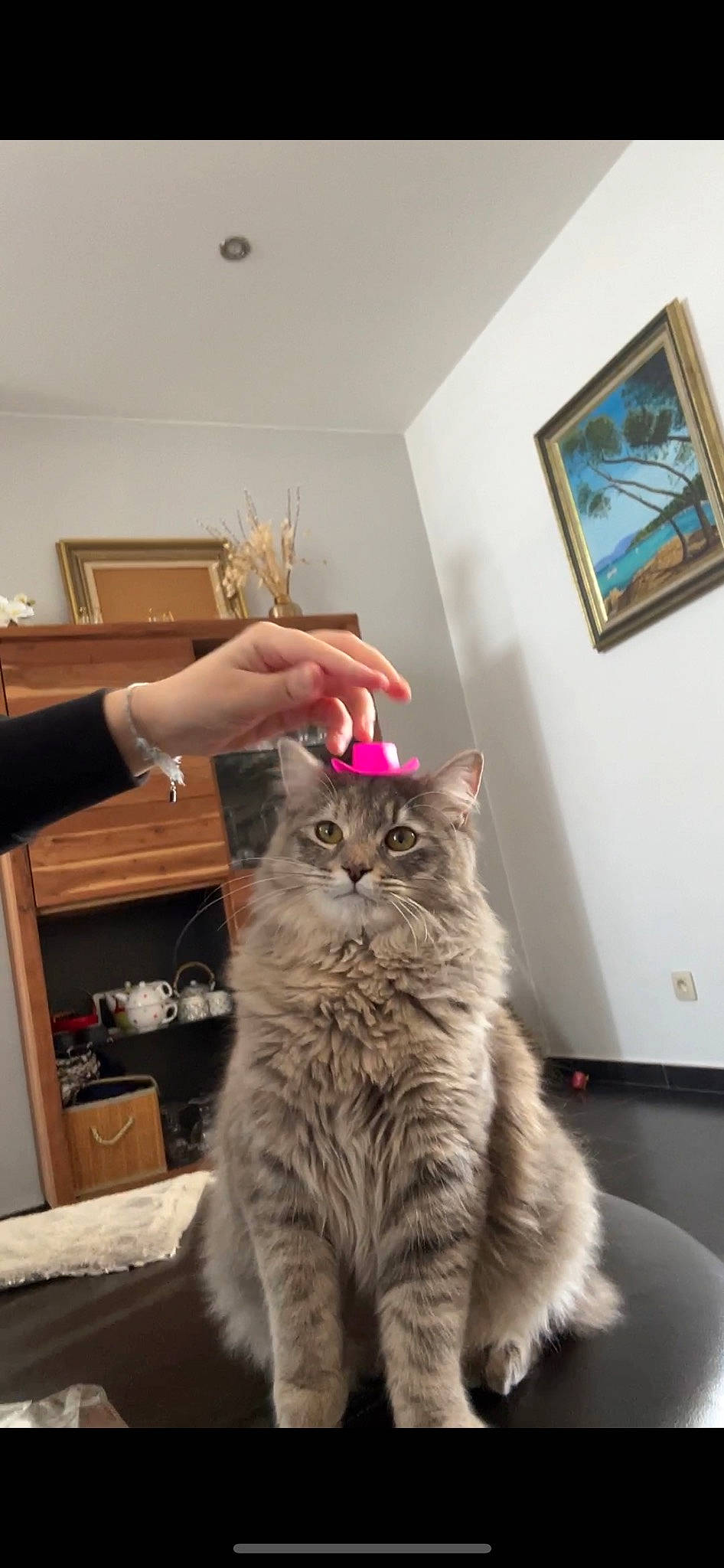 Kaï participe au concours pour gagner de l'argent avec cette photo : carnivore, cat, ceiling, claw, domestic_short_haired_cat, drawer, felidae, flooring, fur, gesture, grey, maine_coon, picture_frame, room, shelf, small_to_medium_sized_cats, snout, tail, whiskers, wood