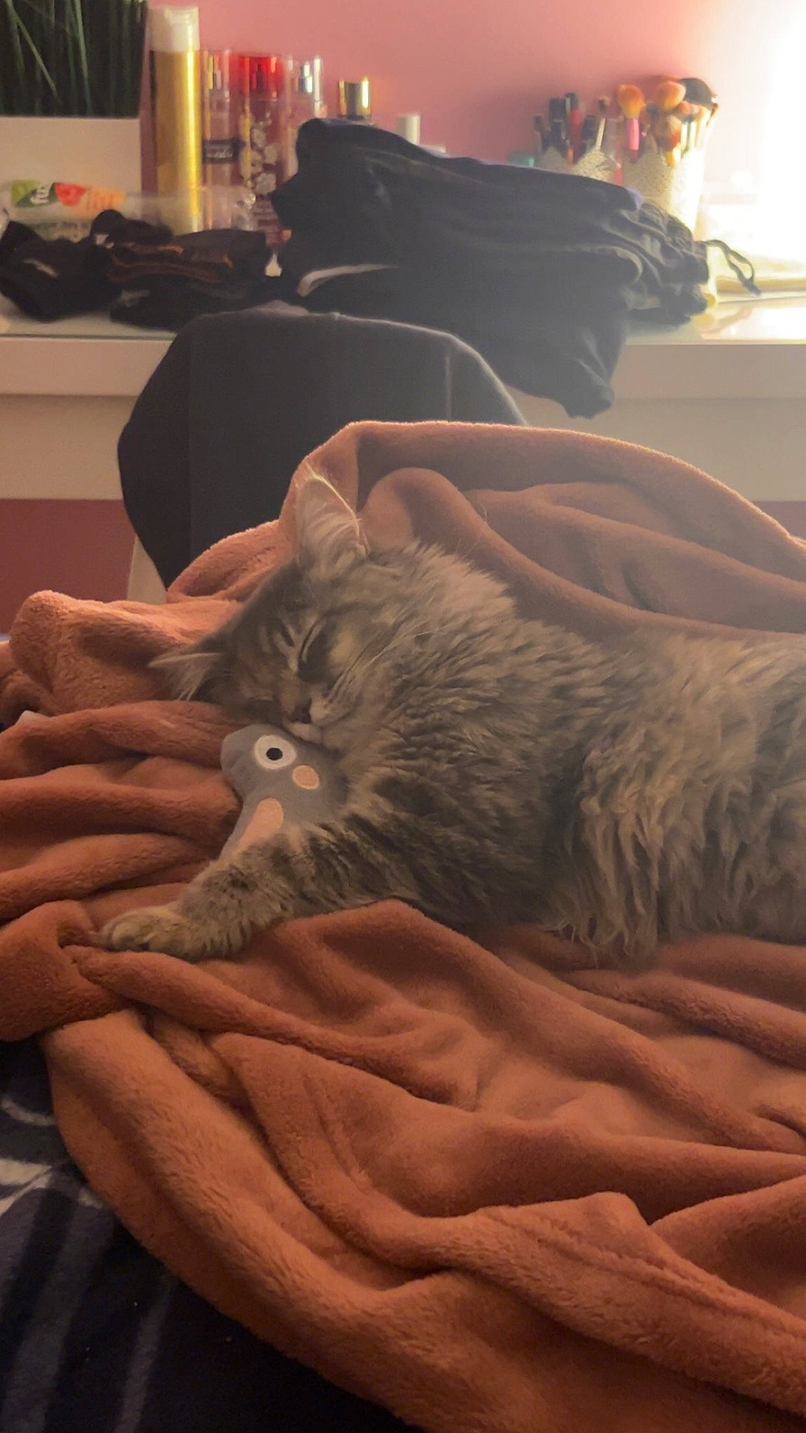 Kaï participe au concours pour gagner de l'argent avec cette photo : bed_sheet, bedding, carnivore, cat, comfort, domestic_short_haired_cat, fawn, felidae, flooring, fur, grey, hardwood, linens, nap, paw, room, small_to_medium_sized_cats, tail, whiskers, wood