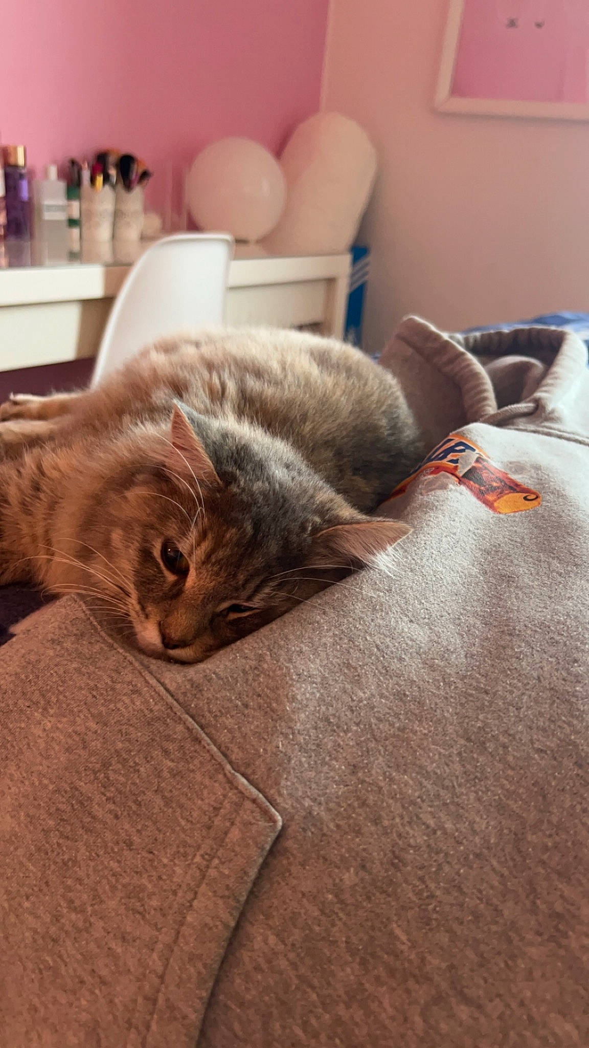 Kaï participe au concours pour gagner de l'argent avec cette photo : balloon, carnivore, cat, cloud, comfort, domestic_short_haired_cat, fawn, felidae, flooring, fur, grey, house, linens, room, small_to_medium_sized_cats, snout, tail, vertebrate, whiskers, wood