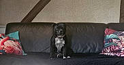 Ruby a rejoint le concours — aidez-le/la à gagner de superbes lots ! animal, black_dog, canine, companion, cushion, decor, dog, flamingo_pillow, furniture, home_interior, indoor, leather_couch, leopard_pillow, pet, pillows, quiet, relaxed, resting, sitting, wall