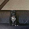 animal, black_dog, canine, companion, cushion, decor, dog, flamingo_pillow, furniture, home_interior, indoor, leather_couch, leopard_pillow, pet, pillows, quiet, relaxed, resting, sitting, wall