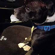 Ruby participe au concours pour gagner de l'argent avec cette photo : alert, animal, black_and_white, blue_collar, bmw_logo, canine, car_interior, companion, dark, dog, domestic_animal, front_seat, leather_seat, paw, pet, seat_cover, side_view, sitting, vehicle, window