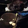 alert, animal, black_and_white, blue_collar, bmw_logo, canine, car_interior, companion, dark, dog, domestic_animal, front_seat, leather_seat, paw, pet, seat_cover, side_view, sitting, vehicle, window