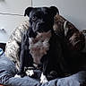 Ruby a rejoint le concours — aidez-le/la à gagner de superbes lots ! animal, bed, black_dog, brindle_dog, cabinet, companions, cozy, cute, dog, domestic, floor, furniture, home, indoor, pet, quiet, relaxed, resting, sitting, tile