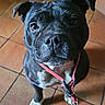 Ruby a rejoint le concours — aidez-le/la à gagner de superbes lots ! animal, black_dog, canine, close_up, companion, cute, dog, domestic_dog, ears, friendly, fur, indoors, leash, looking_up, pet, red_leash, snout, tile_floor, waiting, white_paws