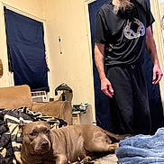 Boo Boo is registered to the contest to win money with this photo: dog, brown_dog, man, beard, black_clothing, couch, blanket, indoor, window, curtains, lamp, side_table, relaxed, pet, home, floor, carpet, furniture, person, looking_down