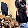 dog, brown_dog, man, beard, black_clothing, couch, blanket, indoor, window, curtains, lamp, side_table, relaxed, pet, home, floor, carpet, furniture, person, looking_down
