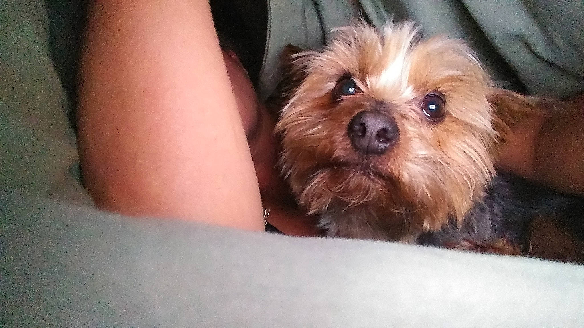 Baby Cane joined the competition — help win amazing prizes! australian_silky_terrier, australian_terrier, canidae, carnivore, chinese_imperial_dog, companion_dog, dog, dog_breed, maltepoo, mammal, morkie, norfolk_terrier, norwich_terrier, shih_tzu, small_terrier, snout, terrier, vertebrate, yorkipoo, yorkshire_terrier