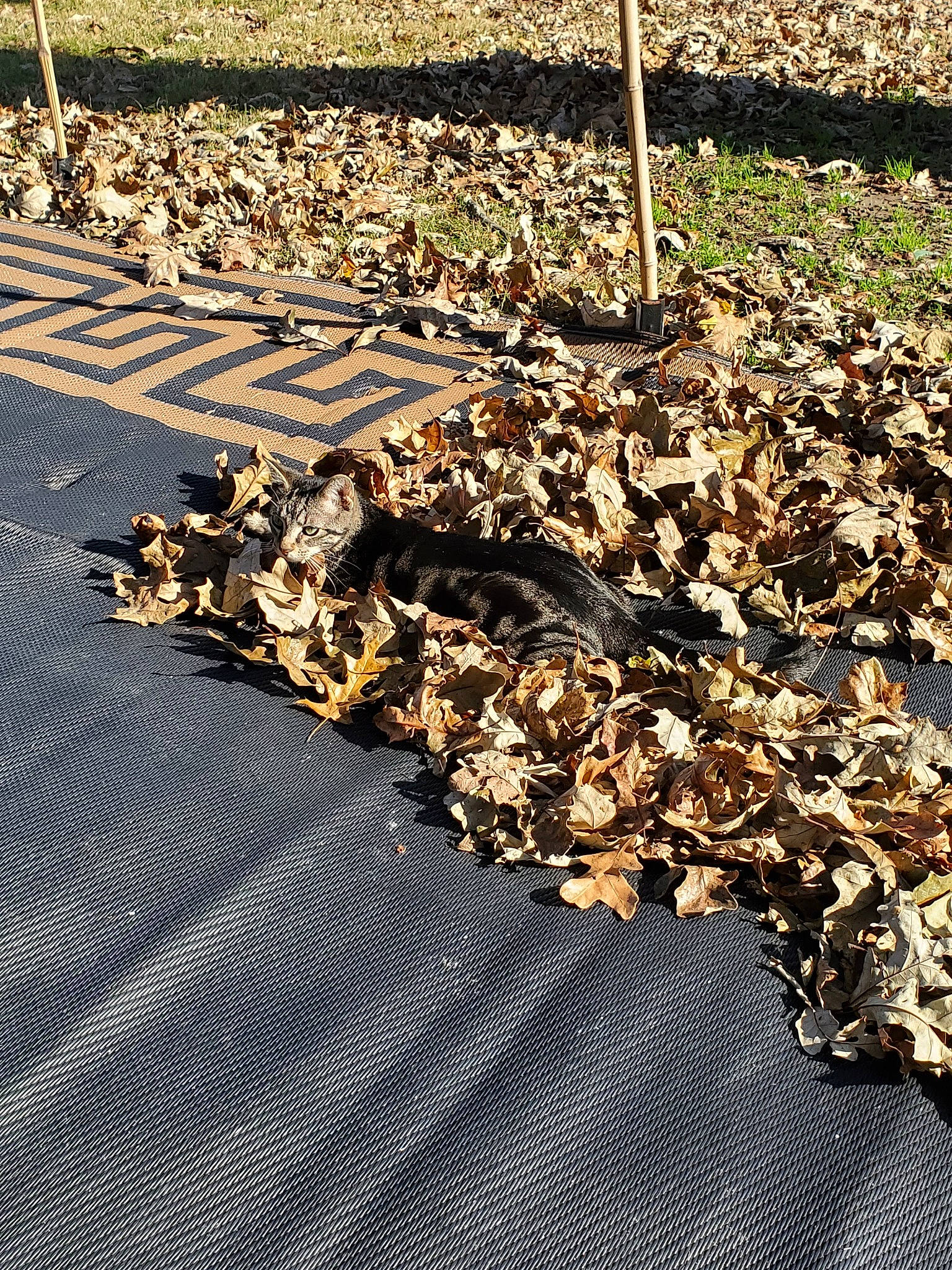 Sebastian is registered to the contest to win money with this photo: asphalt, grass, leaf, mulch, plant, road_surface, shadow, soil, tar, tree, wood