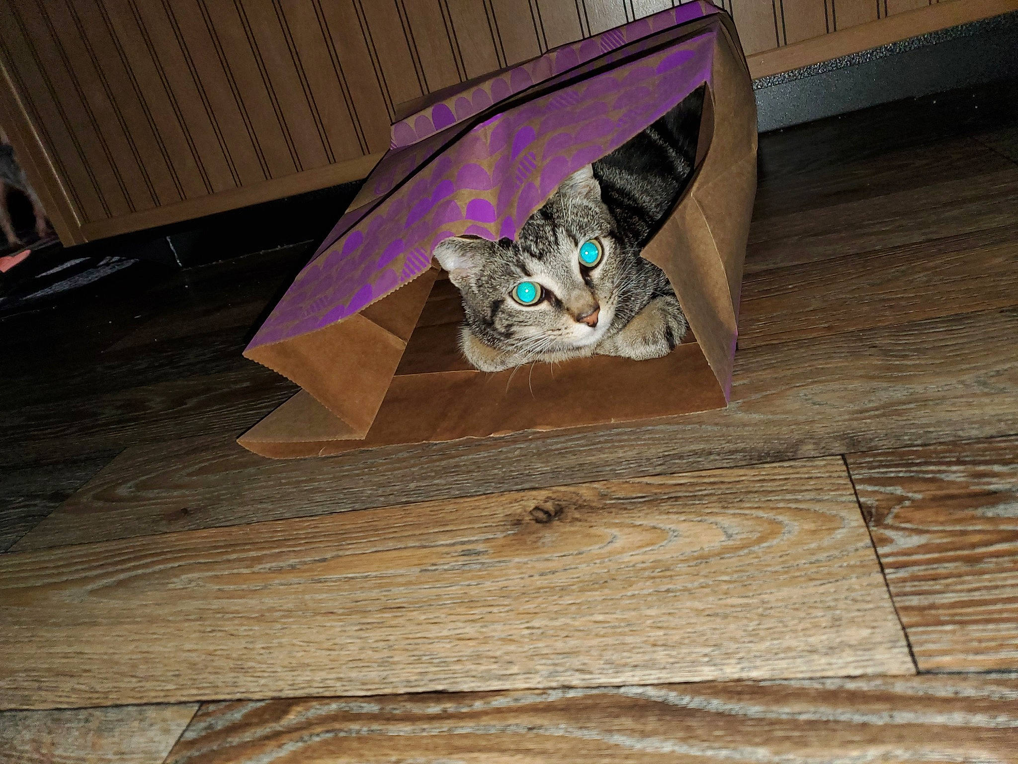 Sebastian joined the competition — help win amazing prizes! art, cat, floor, flooring, hardwood, laminate_flooring, table, wood, wood_flooring, wood_stain