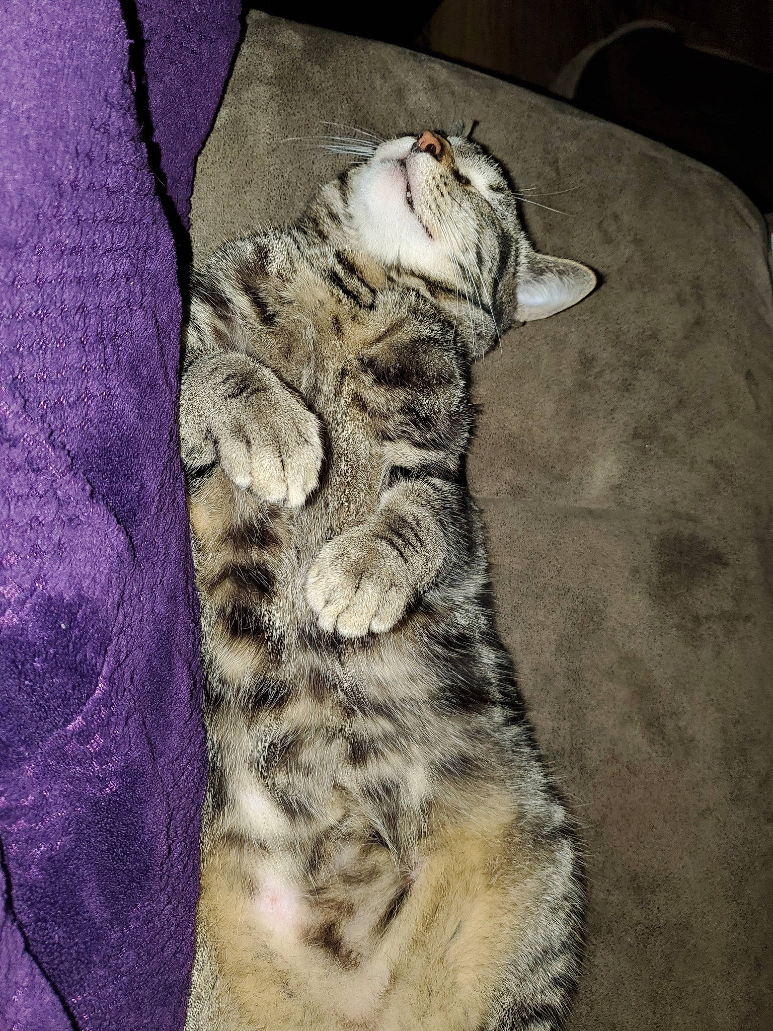 Sebastian is registered to the contest to win money with this photo: american_shorthair, asian, california_spangled, carnivore, cat, domestic_short_haired_cat, dragon_li, egyptian_mau, european_shorthair, felidae, fur, kitten, mammal, ocicat, pixie_bob, rusty_spotted_cat, small_to_medium_sized_cats, sokoke, tabby_cat, whiskers