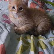 Simba participe au concours pour gagner de l'argent avec cette photo : kitten, cat, orange_tabby, pet, animal, feline, cute, fluffy, bed, blanket, pattern, indoor, resting, young, small, fur, whiskers, ears, eyes, lying_down