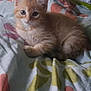 kitten, cat, orange_tabby, pet, animal, feline, cute, fluffy, bed, blanket, pattern, indoor, resting, young, small, fur, whiskers, ears, eyes, lying_down