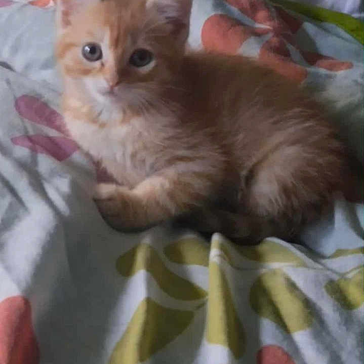 Simba participe au concours pour gagner de l'argent avec cette photo : animal, bed, blanket, cat, cute, ears, eyes, feline, fluffy, fur, indoor, kitten, lying_down, orange_tabby, pattern, pet, resting, small, whiskers, young