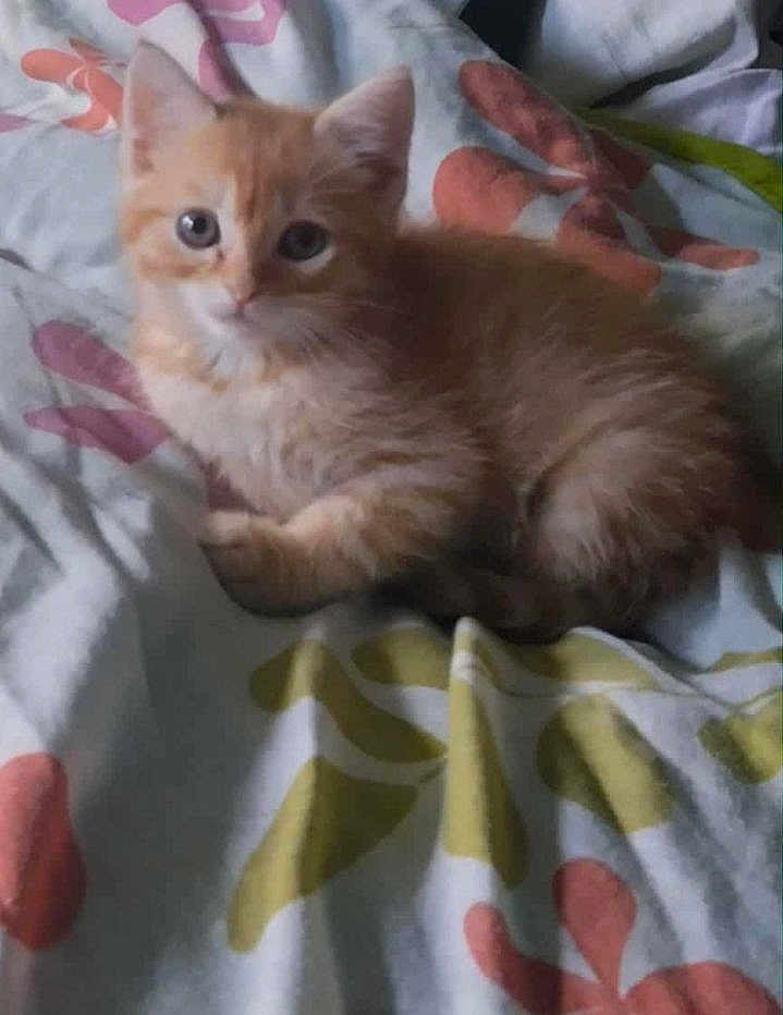 Simba participe au concours pour gagner de l'argent avec cette photo : kitten, cat, orange_tabby, pet, animal, feline, cute, fluffy, bed, blanket, pattern, indoor, resting, young, small, fur, whiskers, ears, eyes, lying_down