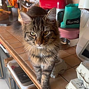 Meïko a rejoint le concours — aidez-le/la à gagner de superbes lots ! animal, appliance, cat, closeup, countertop, curious, domestic, egg_cartons, feline, food_container, fur, household, indoor, kitchen, pet, tabby, tile, utensils, walking, whiskers