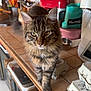 animal, appliance, cat, closeup, countertop, curious, domestic, egg_cartons, feline, food_container, fur, household, indoor, kitchen, pet, tabby, tile, utensils, walking, whiskers