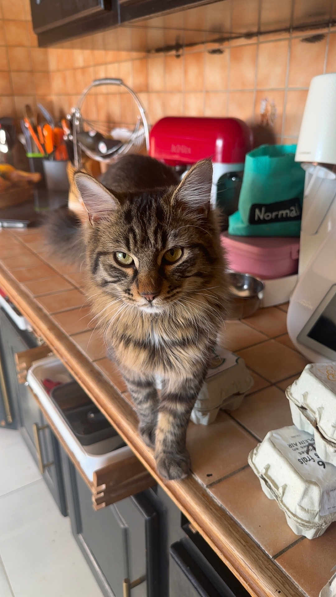 Meïko