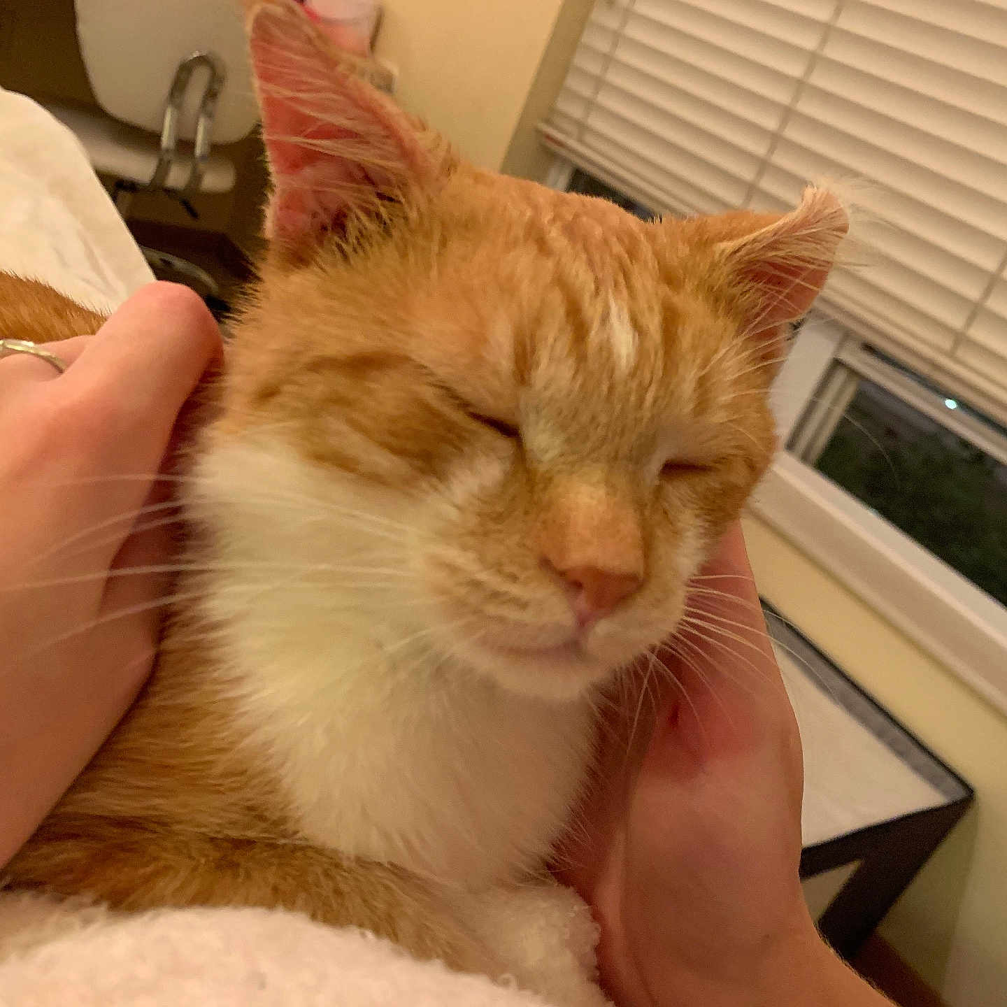 Milo is registered to the contest to win money with this photo: abyssinian, animal, bodypart, cat, couch, curtain, finger, furniture, hand, hardwood, homedecor, indoors, interiordesign, kitten, manx, person, pet, window, windowshade, wood