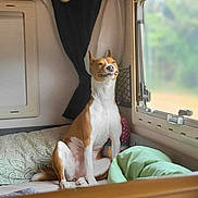 Dieze a rejoint le concours — aidez-le/la à gagner de superbes lots ! bed, blanket, camper, canine, cozy, curtain, daylight, dog, furniture, indoor, interior, light, looking, pet, pillow, relaxed, resting, rv, sitting, window