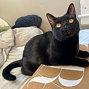 Mavis joined the competition — help win amazing prizes! black_cat, cat, pet, feline, animal, indoor, bed, blanket, pillow, cardboard_box, resting, looking_up, whiskers, fur, cute, cozy, household, domestic, relaxed, yellow_eyes