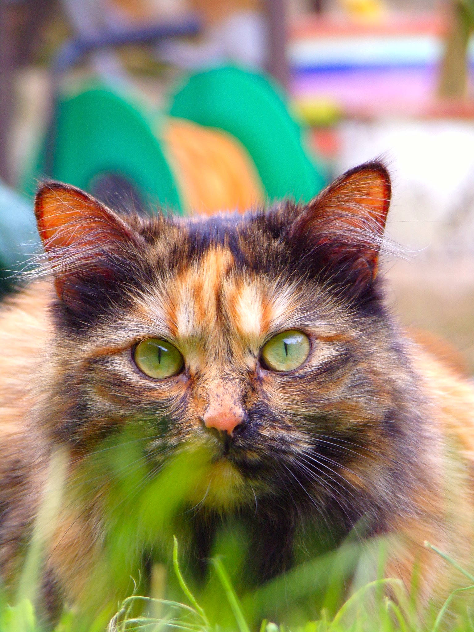 Poppy participe au concours pour gagner de l'argent avec cette photo : asian, carnivore, cat, domestic_short_haired_cat, european_shorthair, eye, felidae, fur, grass, green, kitten, maine_coon, mammal, siberian, small_to_medium_sized_cats, tabby_cat, toyger, whiskers, wild_cat, wildlife