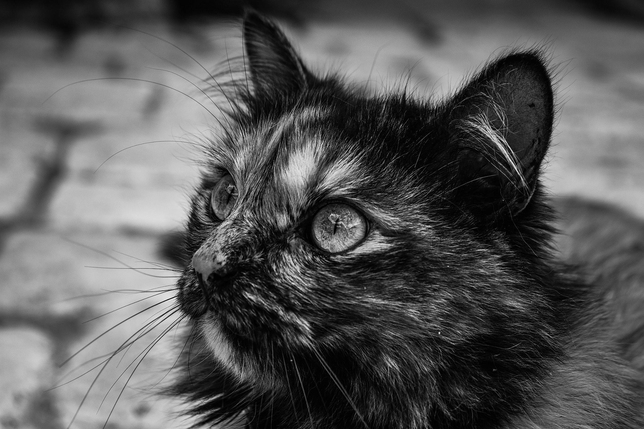 Poppy a rejoint le concours — aidez-le/la à gagner de superbes lots !