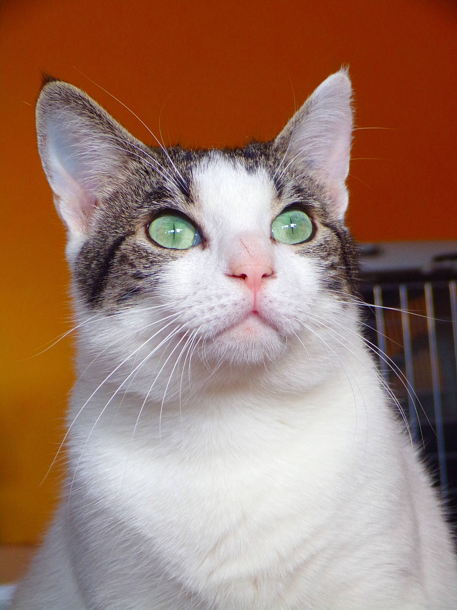 Douce a rejoint le concours — aidez-le/la à gagner de superbes lots ! aegean_cat, american_wirehair, asian, carnivore, cat, domestic_short_haired_cat, european_shorthair, eye, felidae, japanese_bobtail, kitten, mammal, small_to_medium_sized_cats, snout, turkish_van, vertebrate, whiskers