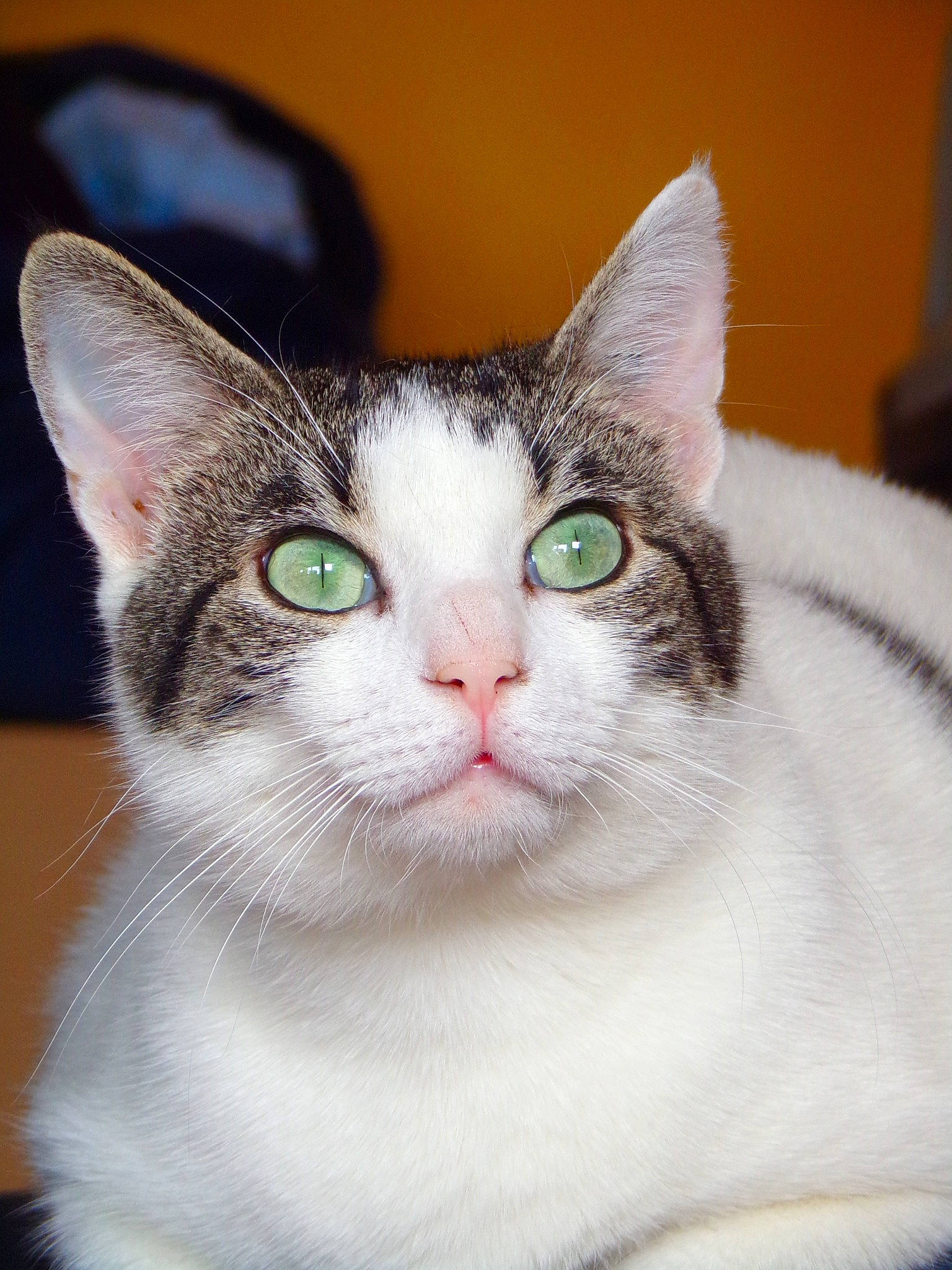 Douce participe au concours pour gagner de l'argent avec cette photo : aegean_cat, american_wirehair, asian, carnivore, cat, domestic_short_haired_cat, european_shorthair, felidae, german_rex, japanese_bobtail, mammal, small_to_medium_sized_cats, snout, turkish_van, vertebrate, whiskers