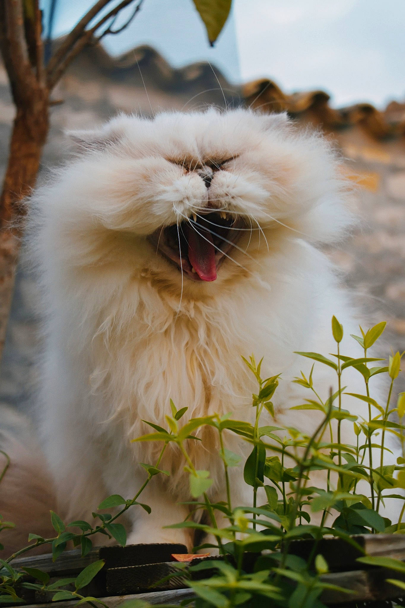 Justine a rejoint le concours — aidez-le/la à gagner de superbes lots ! carnivore, cat, eye, fawn, felidae, flower, fur, grass, norwegian_forest_cat, persian, plant, rabbit, ragdoll, small_to_medium_sized_cats, snout, whiskers